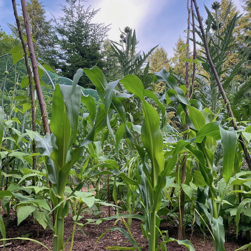 How to Grow a Three Sisters Garden